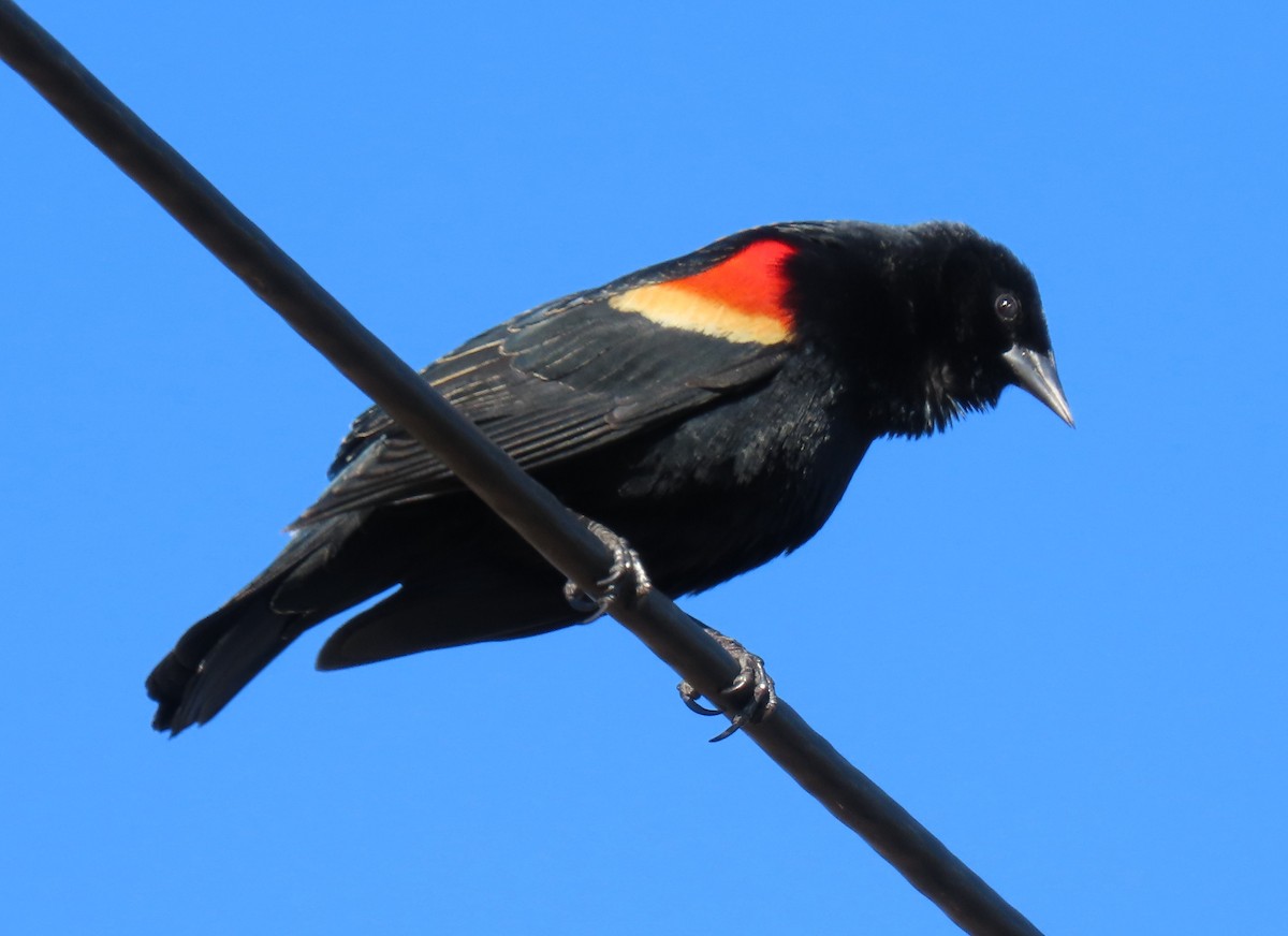 Red-winged Blackbird - ML632609088