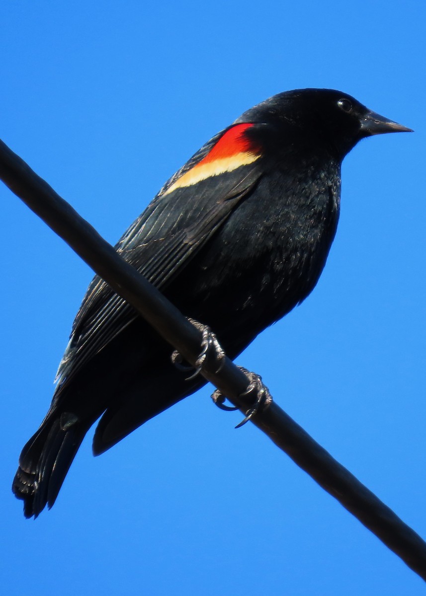 Red-winged Blackbird - ML632609095