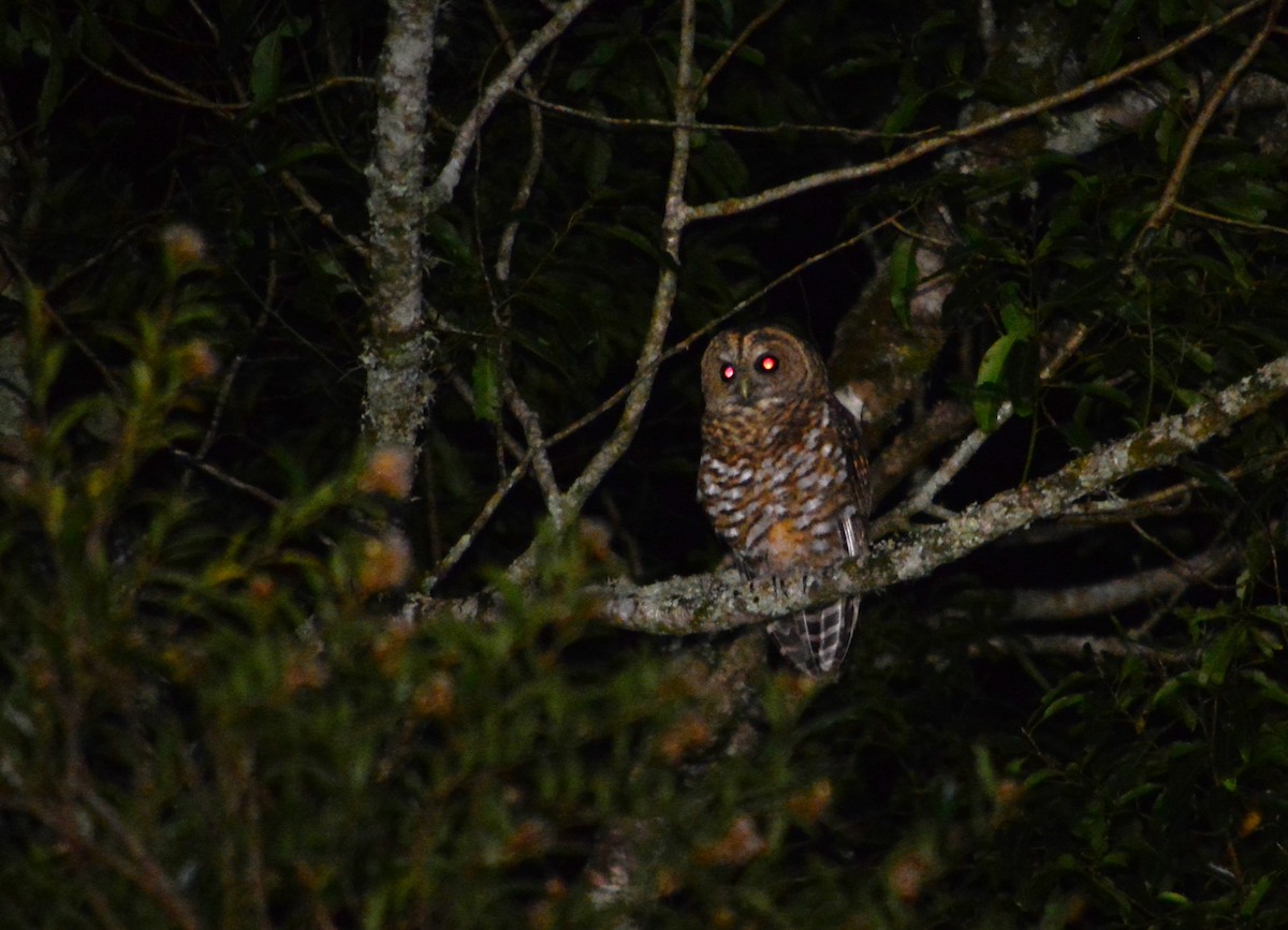 Rusty-barred Owl - João Gava Just