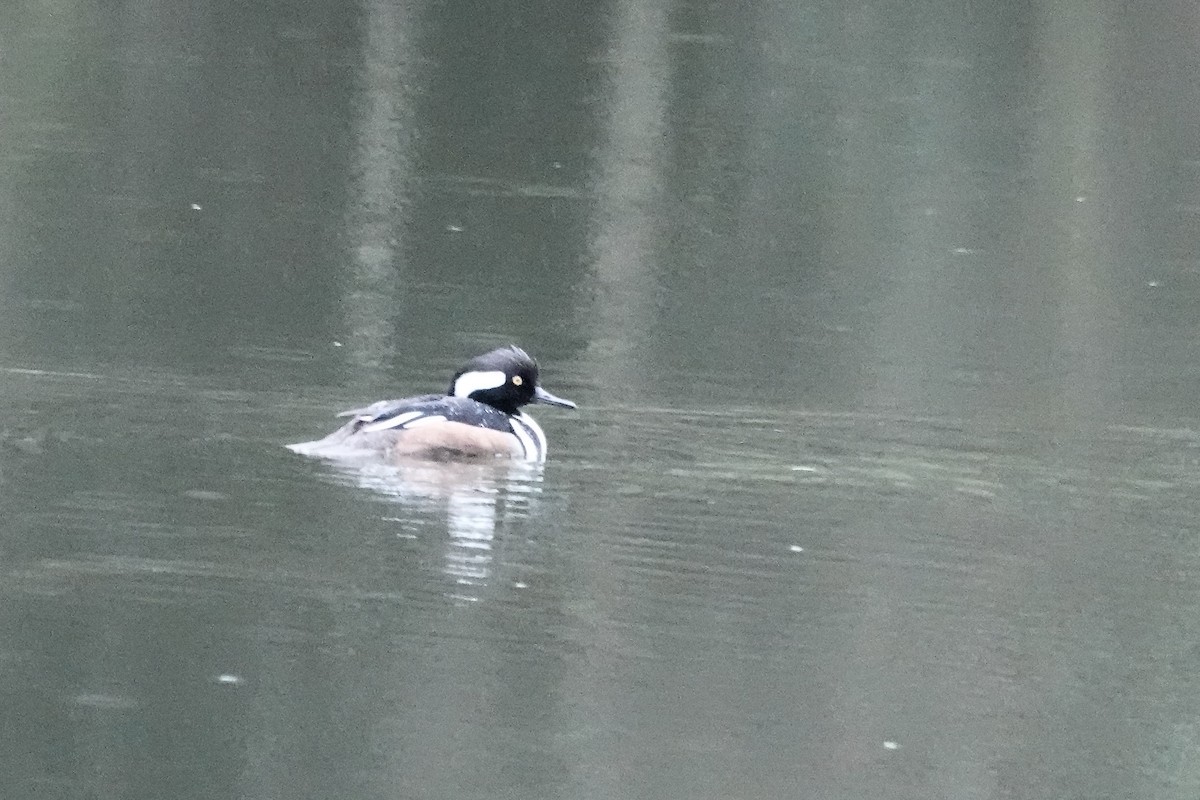 Hooded Merganser - ML632609267