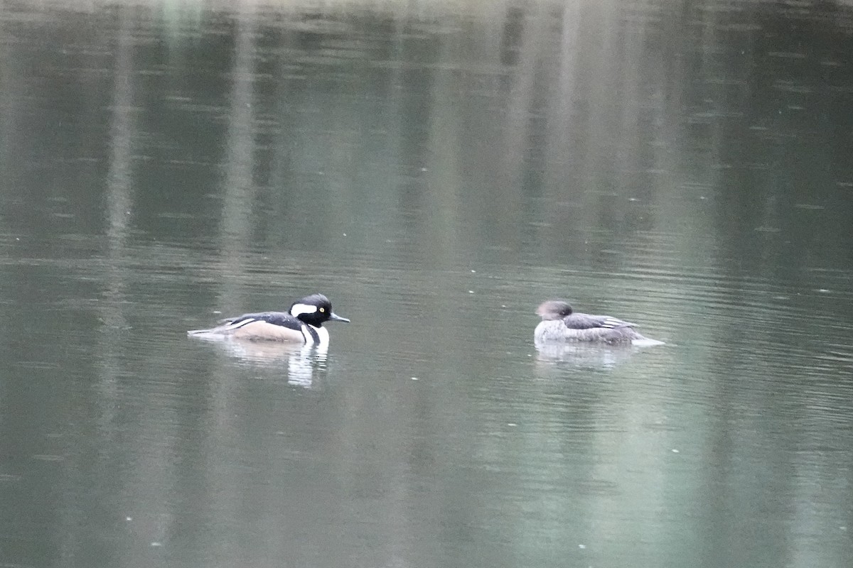 Hooded Merganser - ML632609268