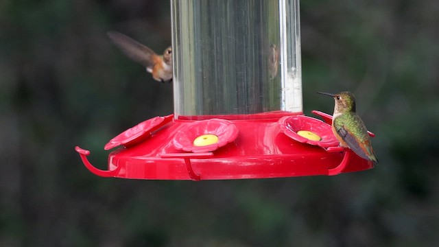 Rufous/Allen's Hummingbird - ML632609328