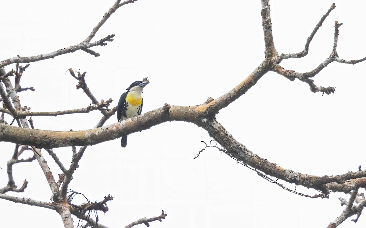 Spot-crowned Barbet - ML632609400
