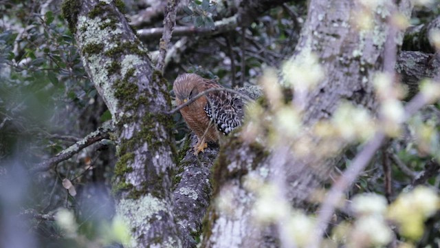 Red-shouldered Hawk (elegans) - ML632609426