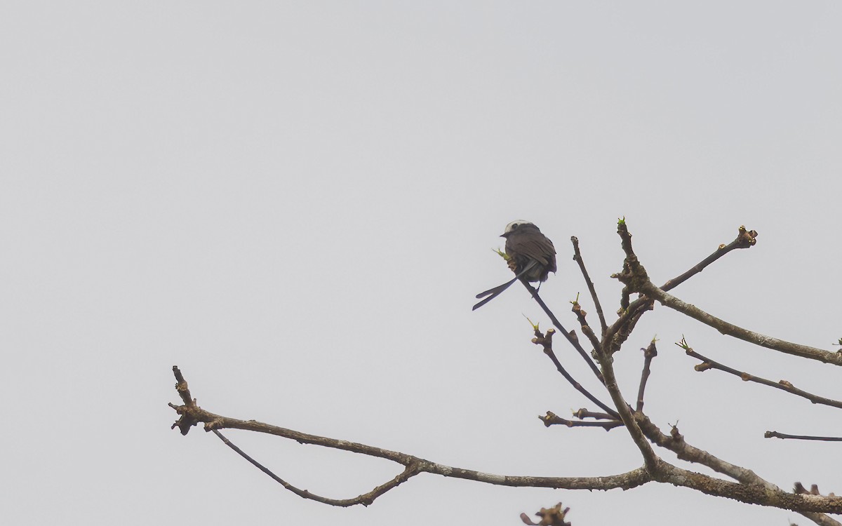 Long-tailed Tyrant - ML632609495