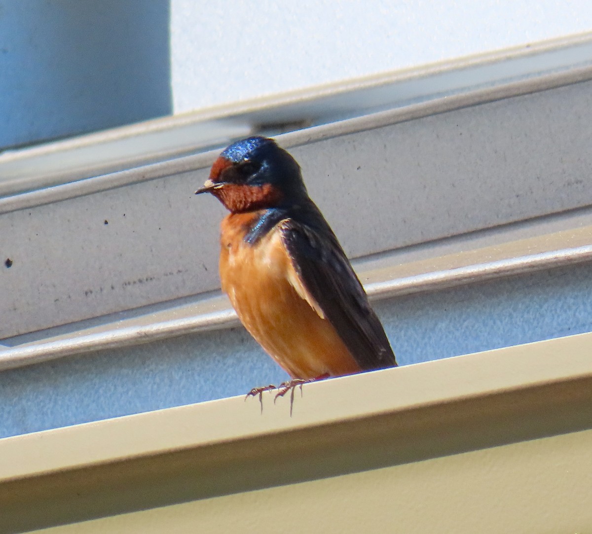 Golondrina Común - ML632609609