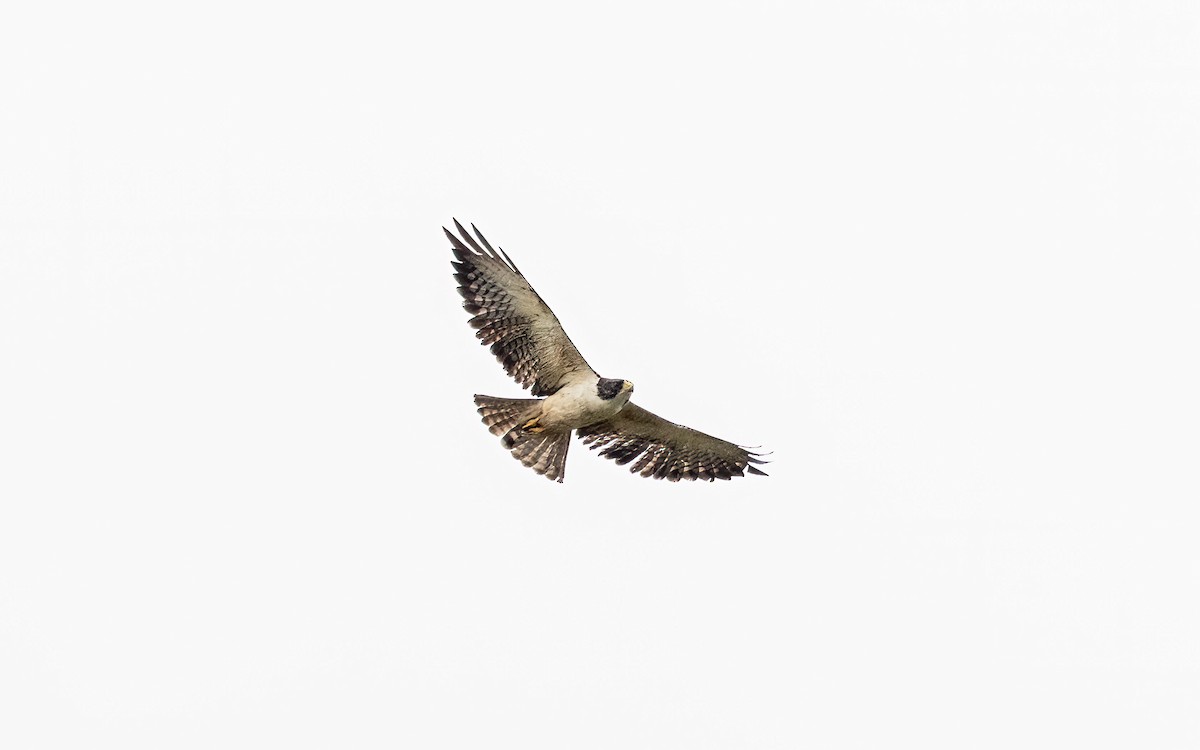 Short-tailed Hawk - ML632609685