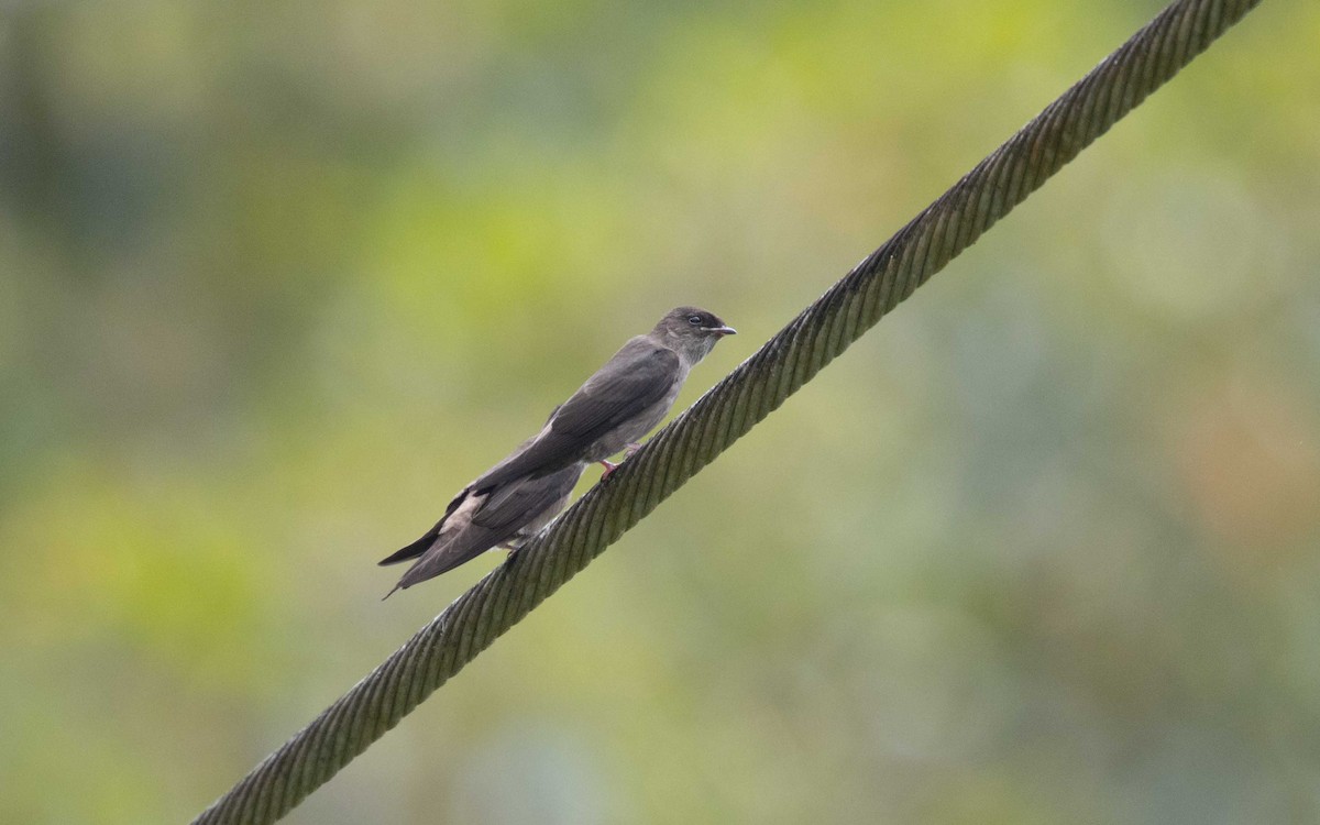 White-thighed Swallow - ML632609714