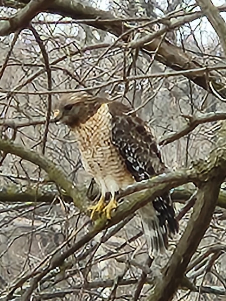 Red-shouldered Hawk - ML632609772