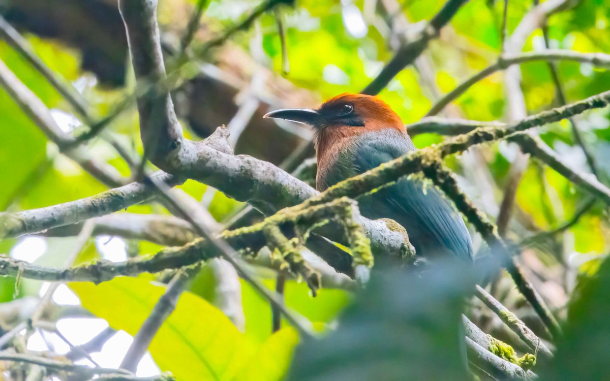 Broad-billed Motmot - ML632609953