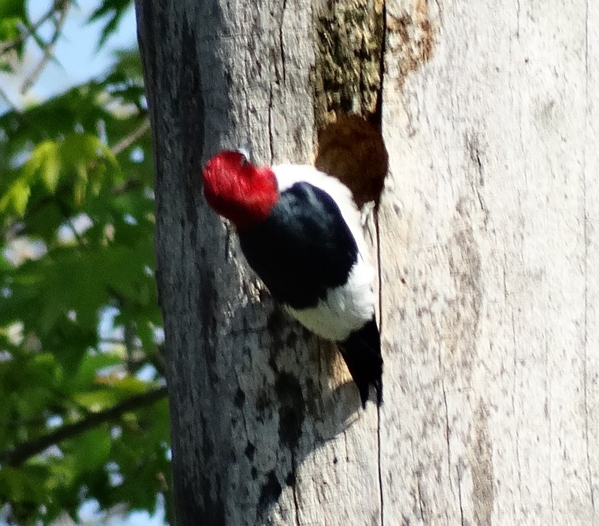 Red-headed Woodpecker - ML632610059