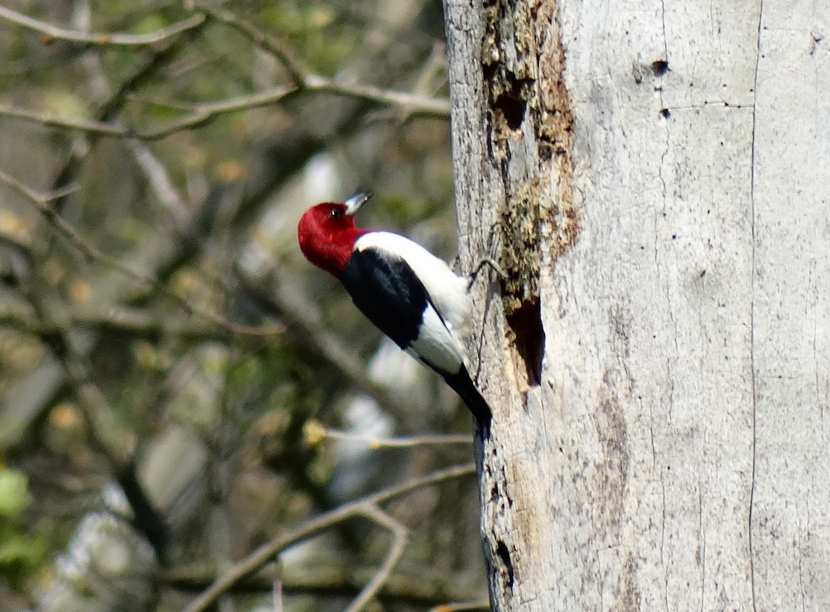 Red-headed Woodpecker - ML632610060