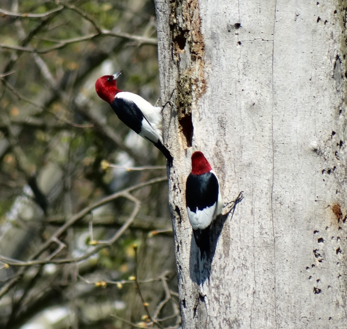 Red-headed Woodpecker - ML632610061