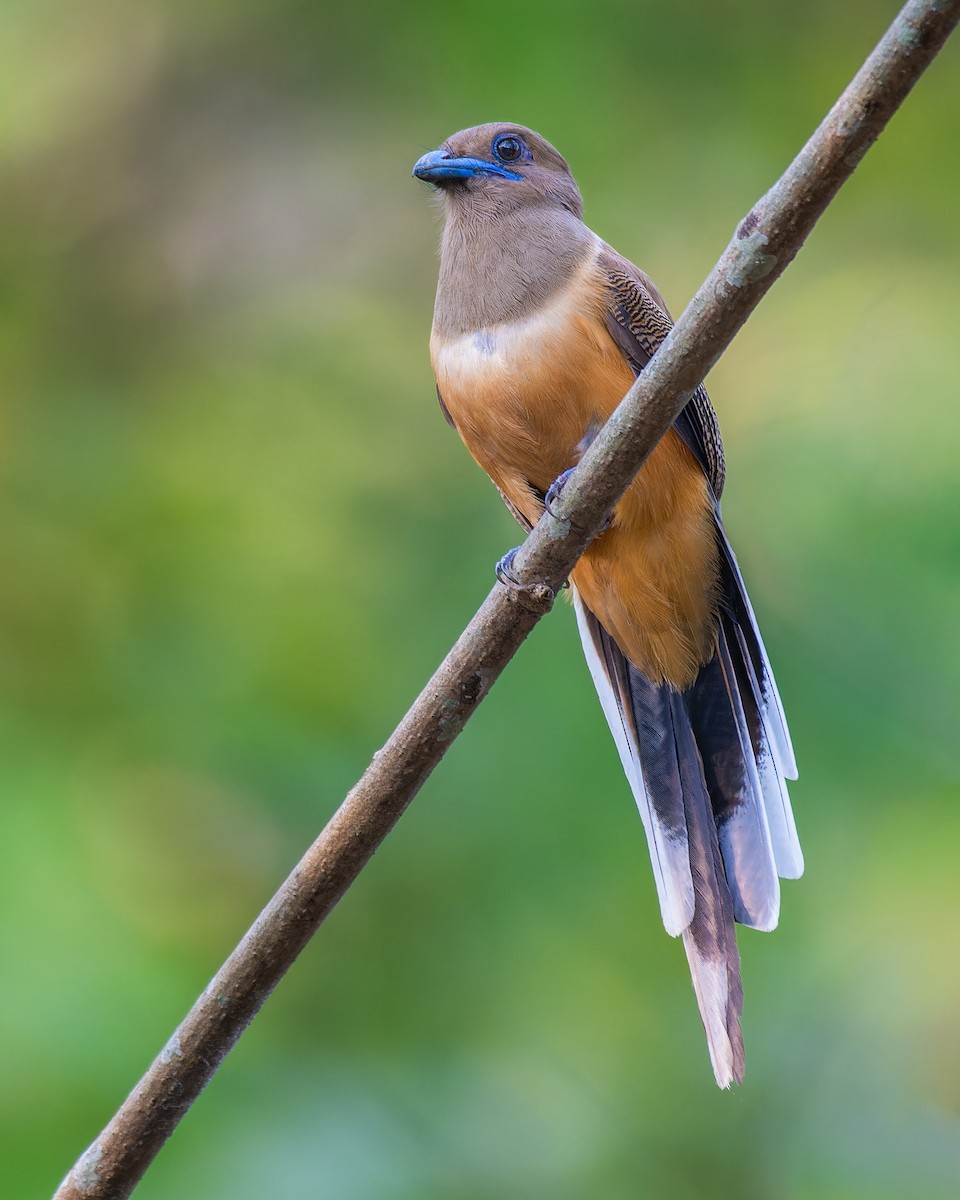 Malabar Trogon - ML632610175