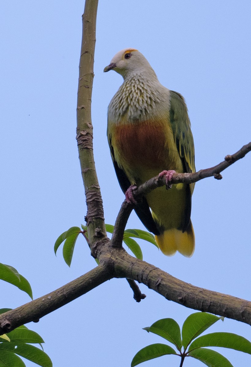 White-capped Fruit-Dove - ML632610288