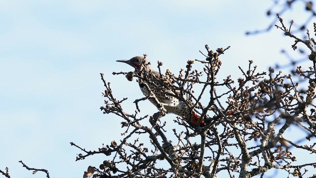 Northern Flicker (Red-shafted) - ML632610289