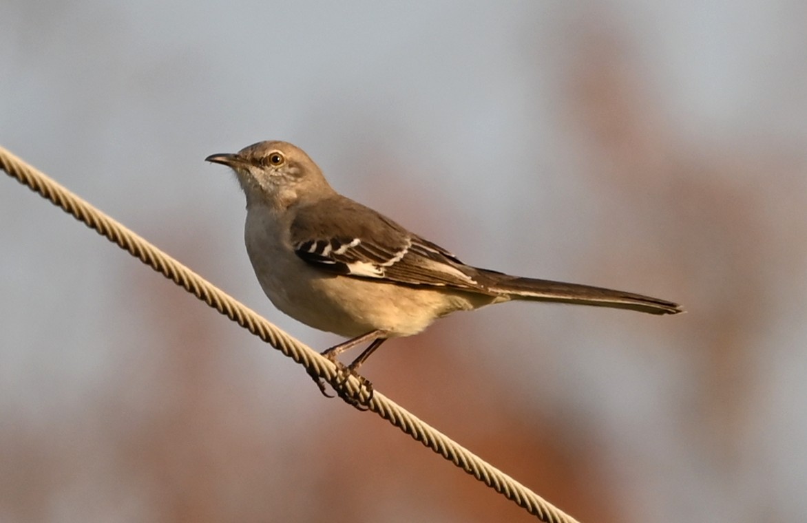 Northern Mockingbird - ML632610362