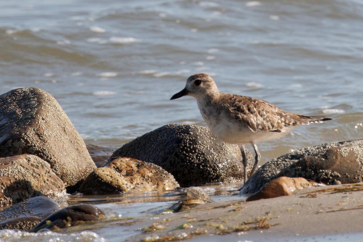 Буурал сүвээ цагаан - ML632610368