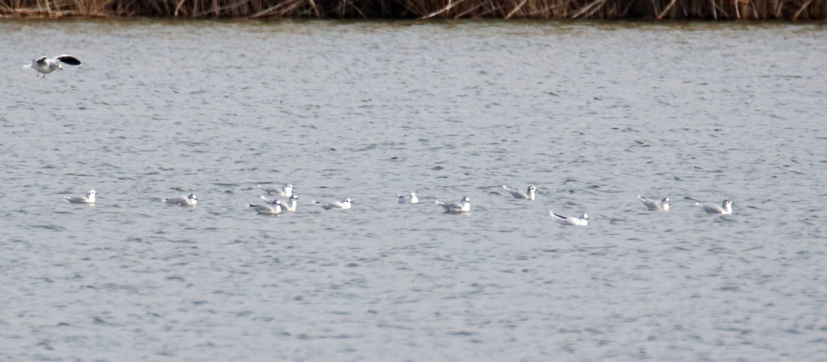 小鷗 - ML632610406