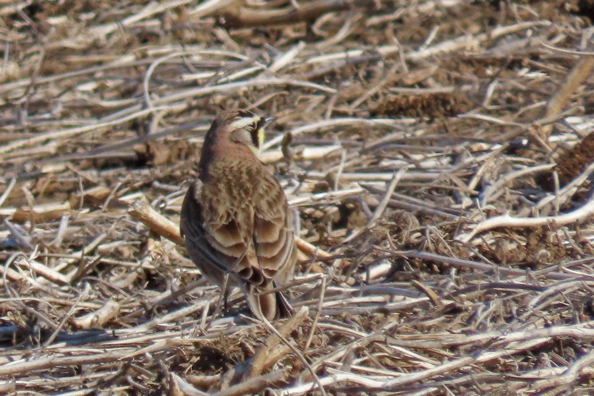 Horned Lark - ML632610445