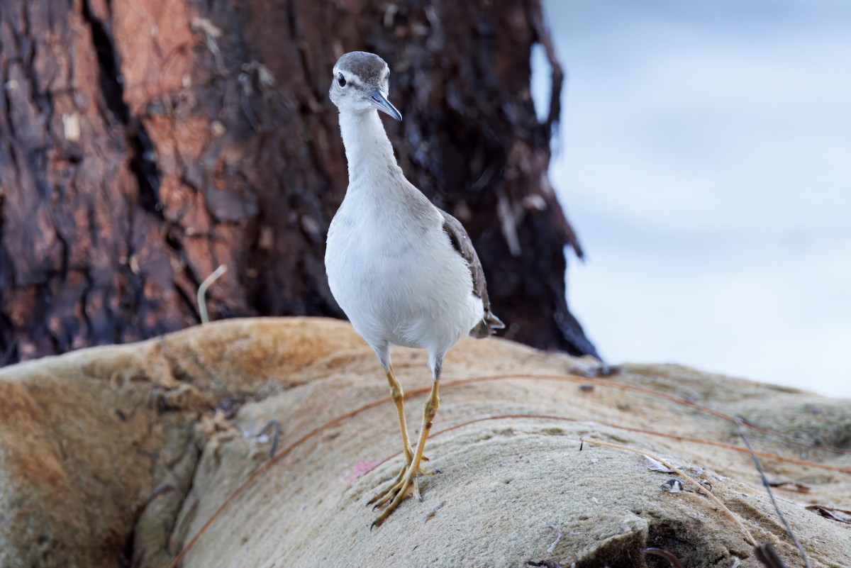 Spotted Sandpiper - ML632610453