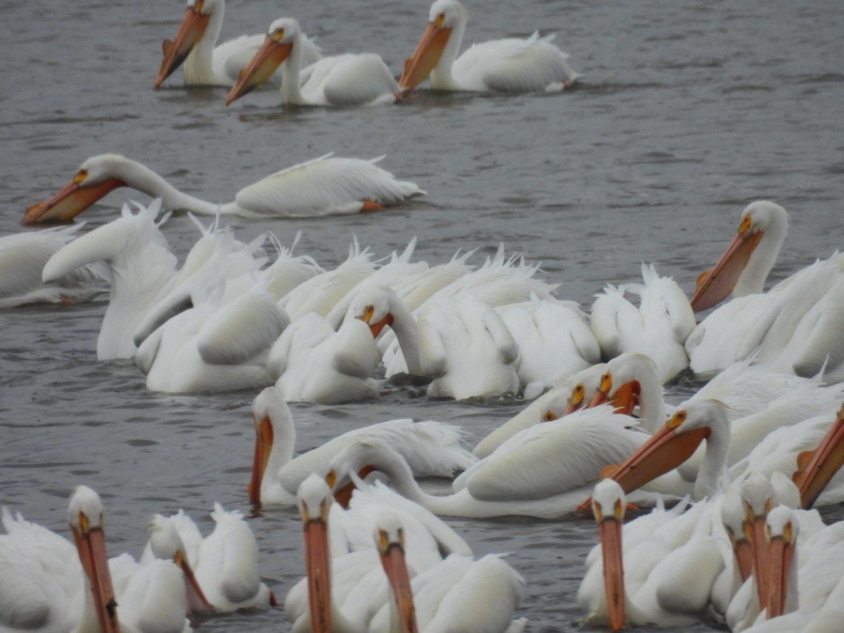 American White Pelican - ML632610522