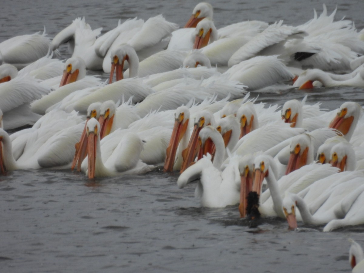 American White Pelican - ML632610523