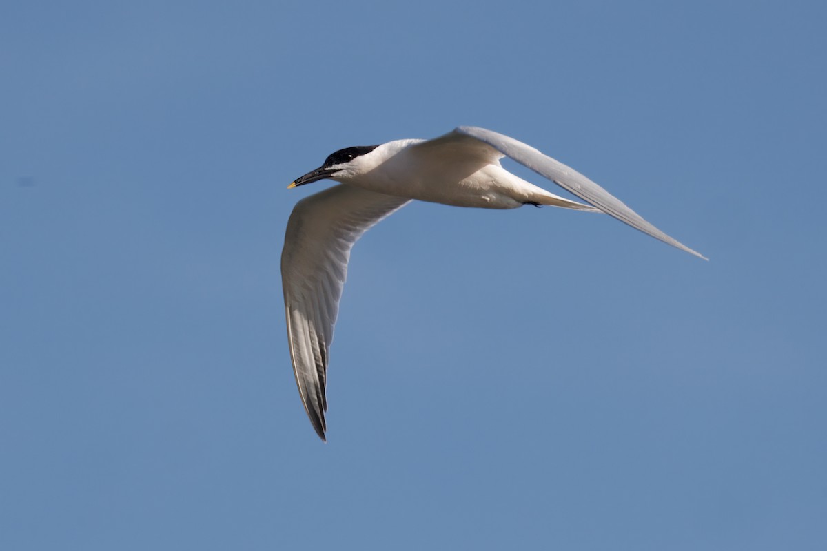 Sandwich Tern - ML632610586