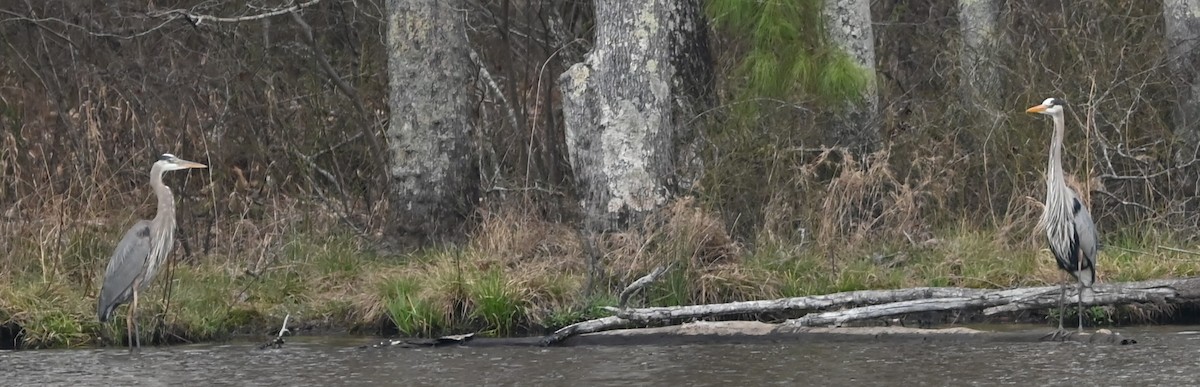 Great Blue Heron - ML632610588