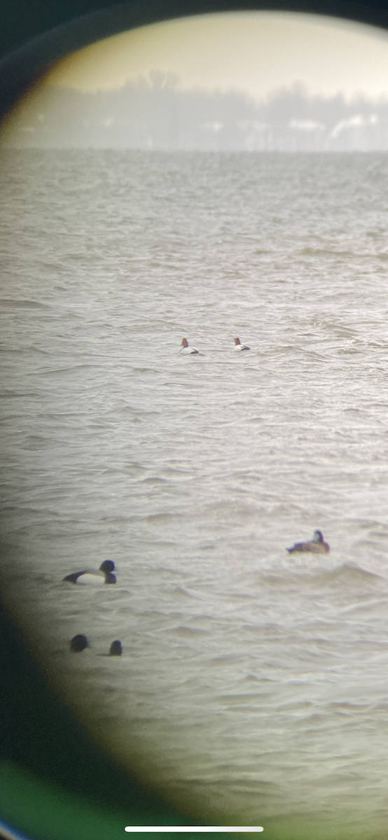 Canvasback - ML632610630