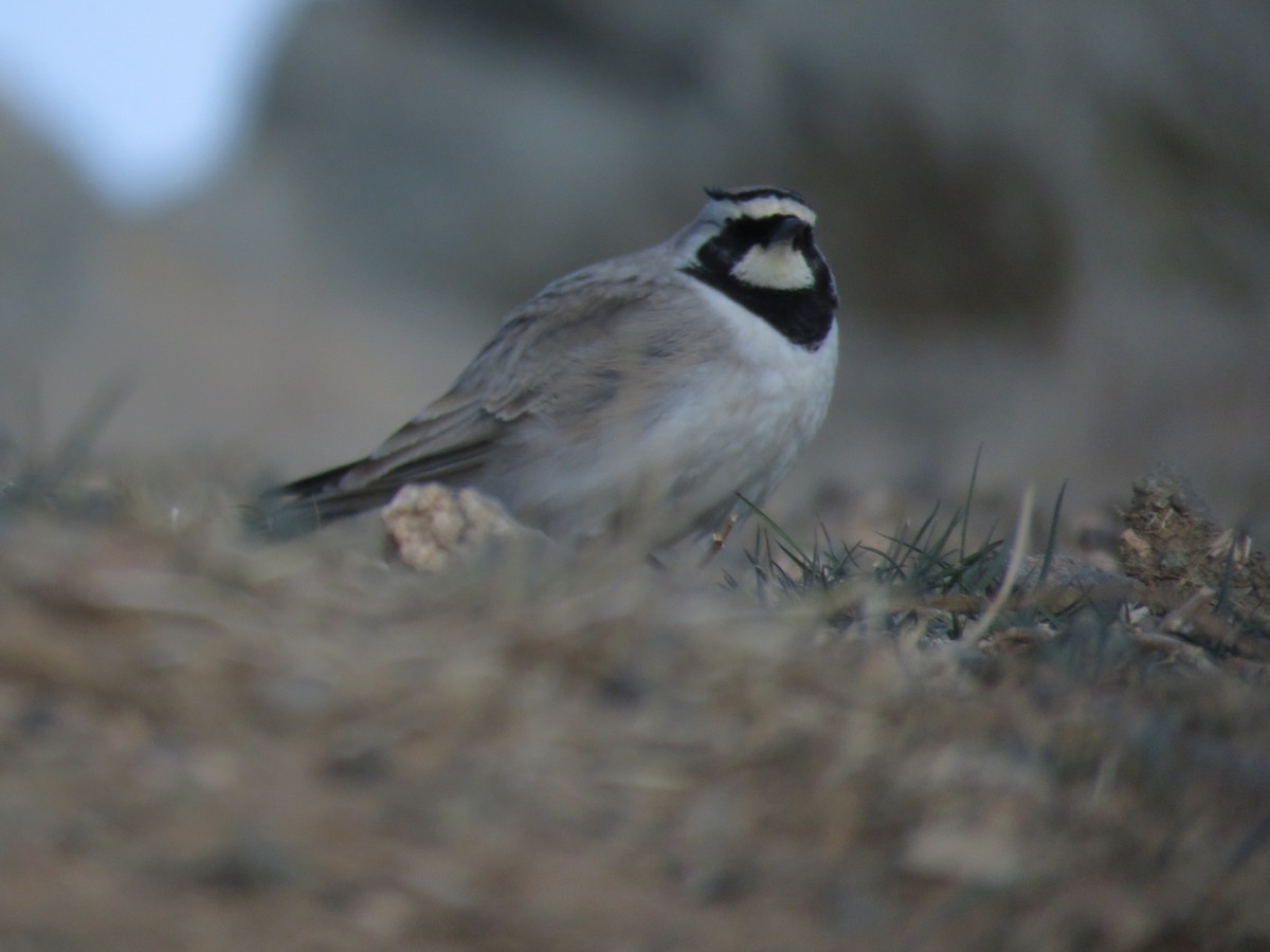 Horned Lark - ML632611005