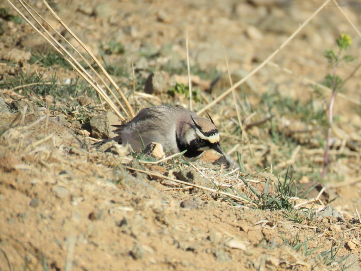 Horned Lark - ML632611009