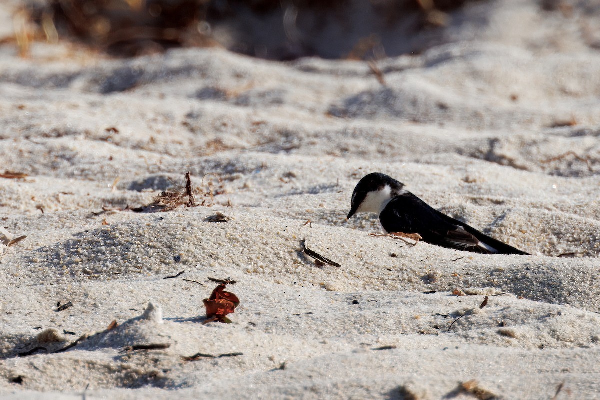 Mangrove Swallow - ML632611035