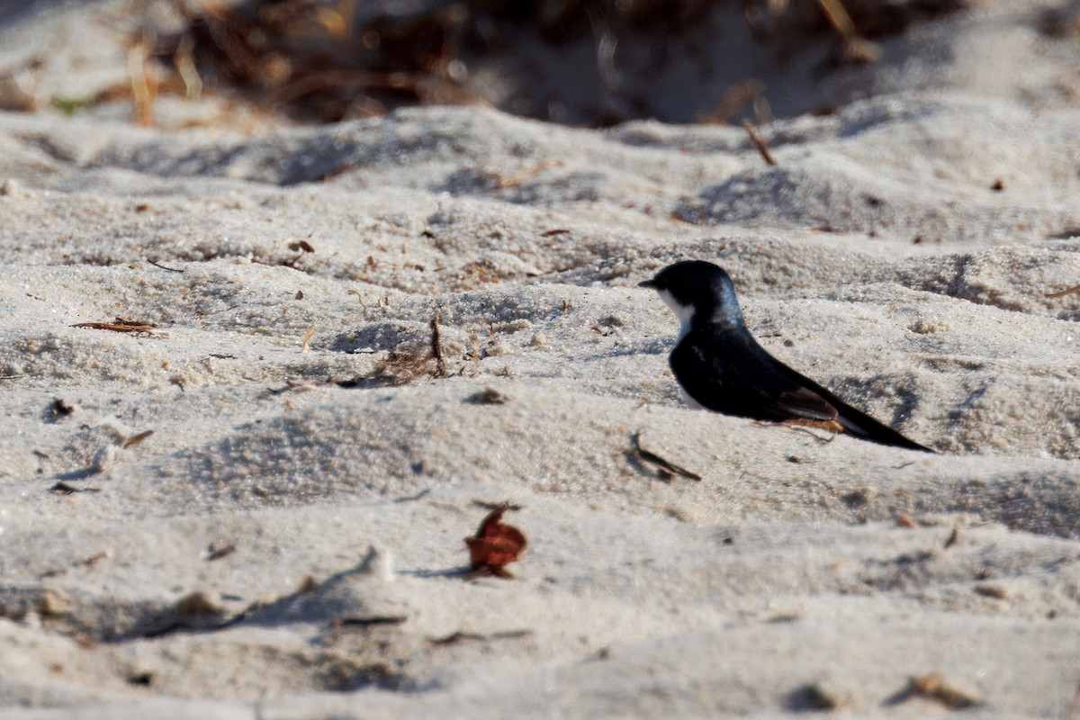 Mangrove Swallow - ML632611036