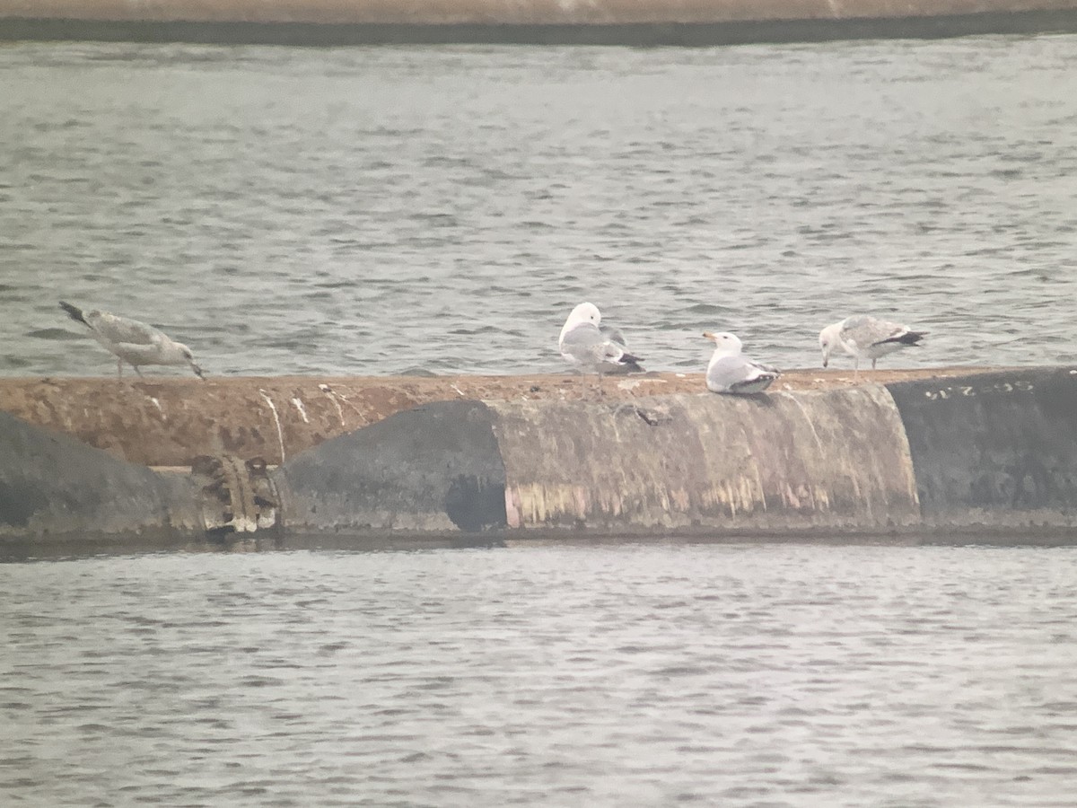 Caspian Gull - ML632611064