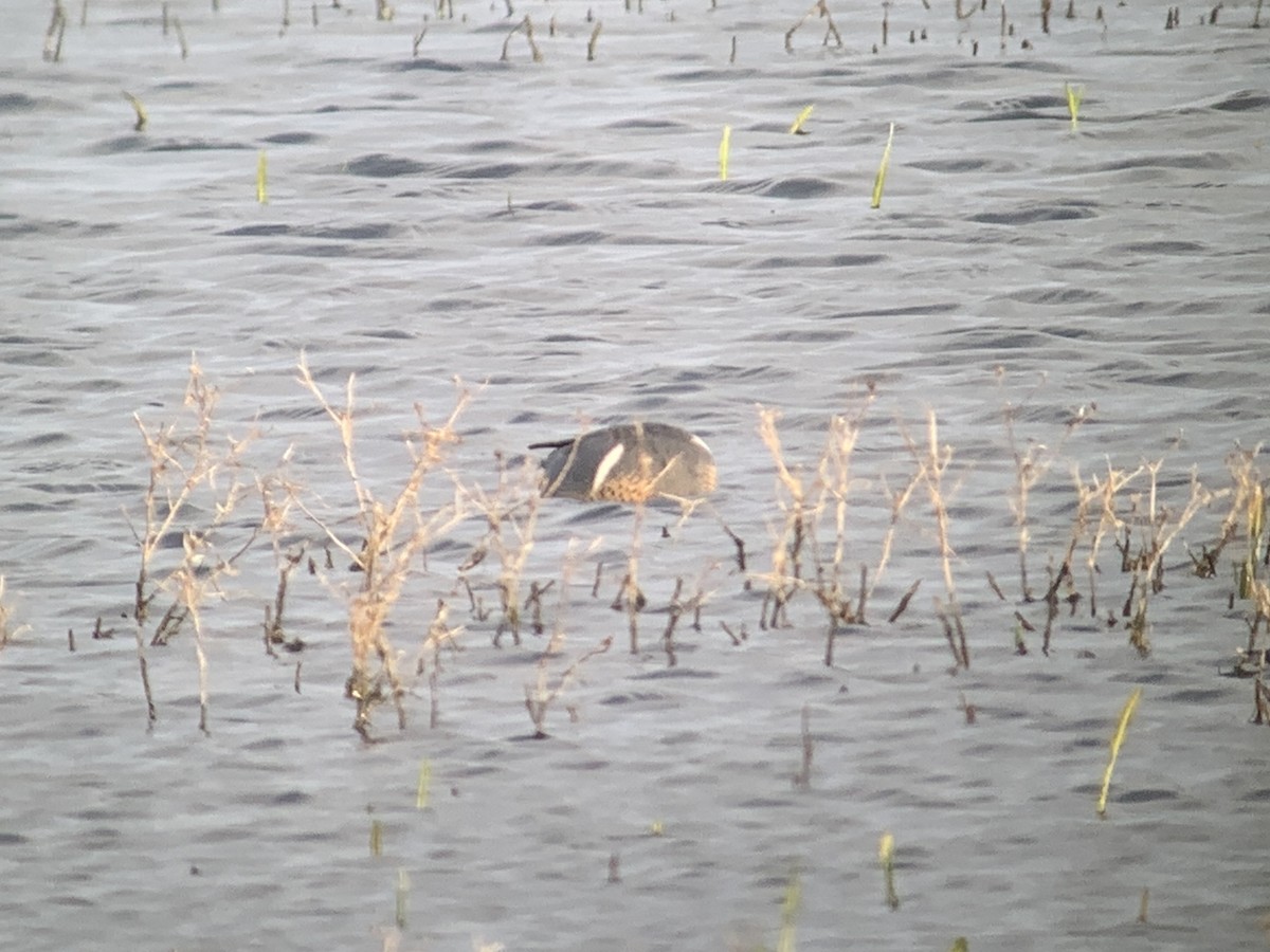 čírka obecná (ssp. carolinensis) - ML632611087