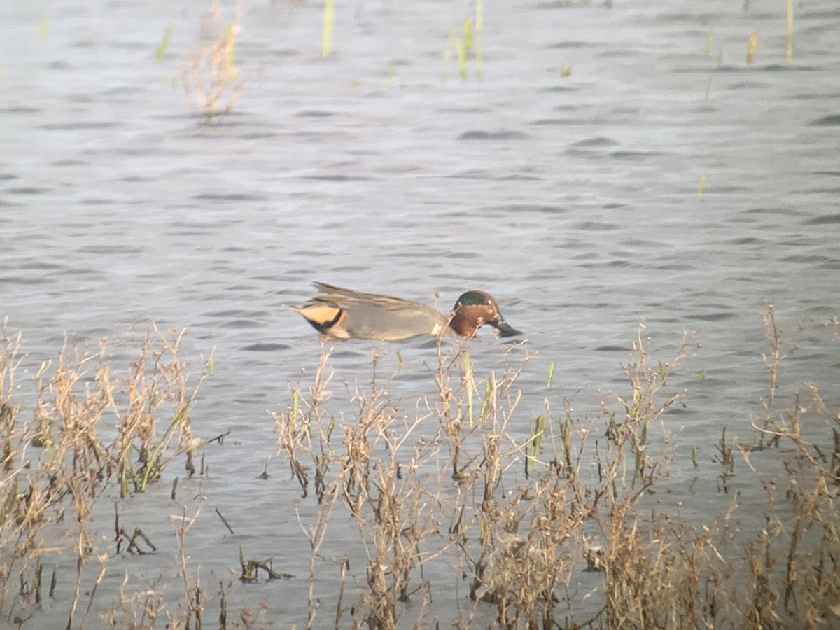 čírka obecná (ssp. carolinensis) - ML632611088