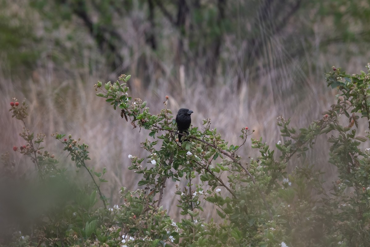 Groove-billed Ani - ML632611103