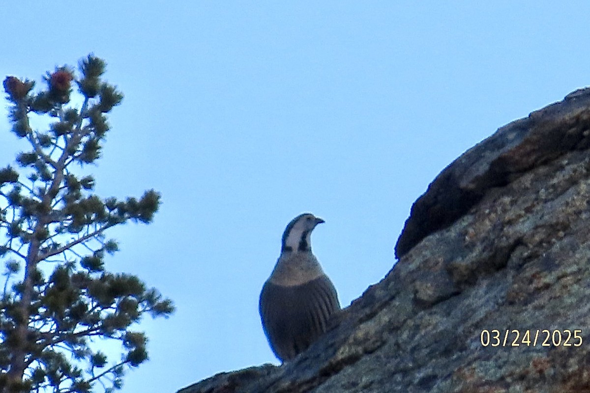 Himalayan Snowcock - ML632611156