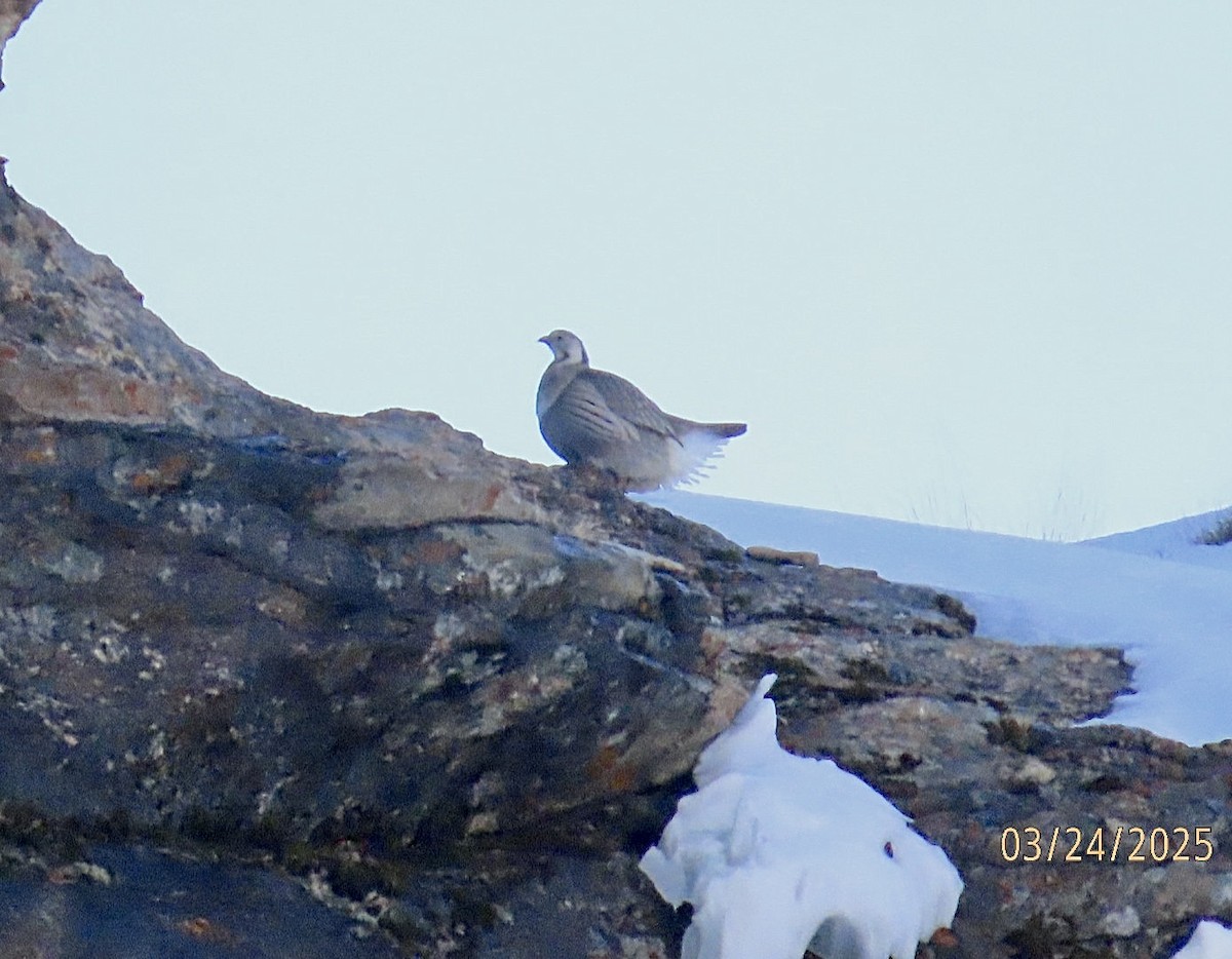 Himalayan Snowcock - ML632611157
