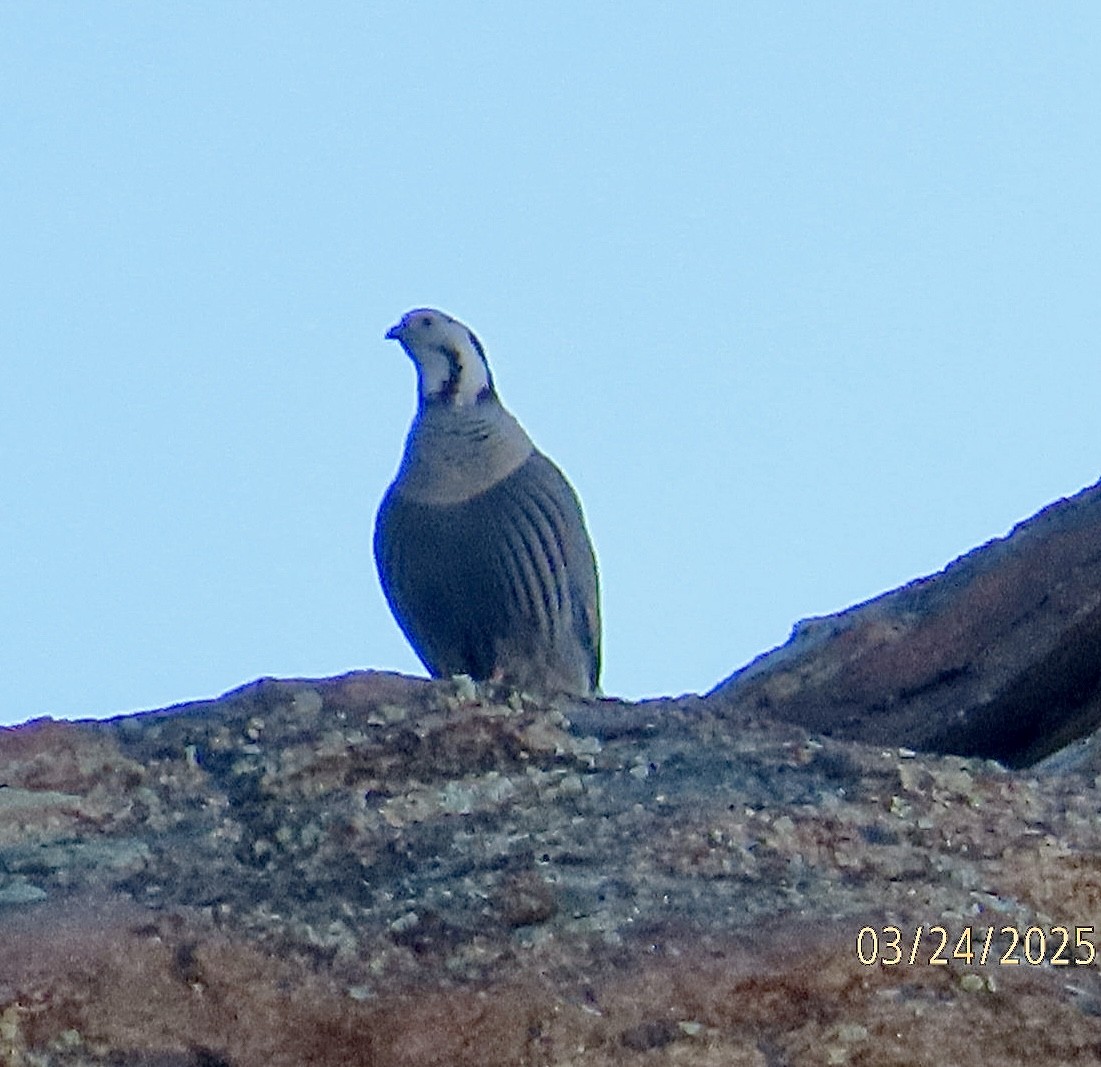 Himalayan Snowcock - ML632611158
