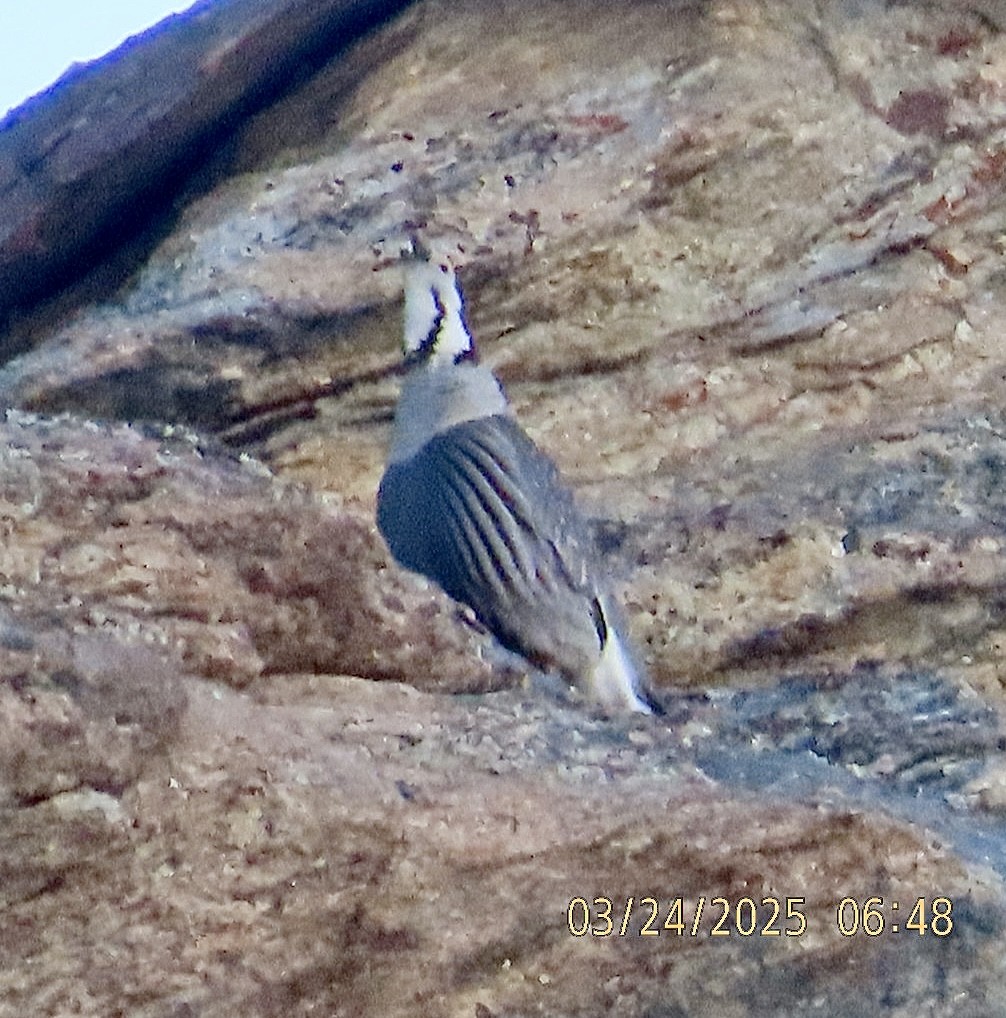 Himalayan Snowcock - ML632611159