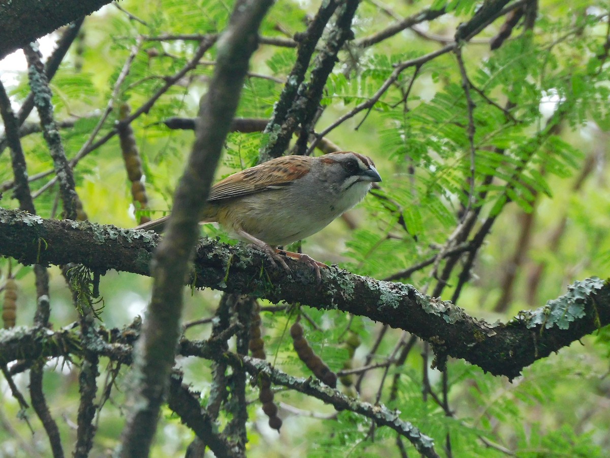 Yungas Sparrow - ML632611166