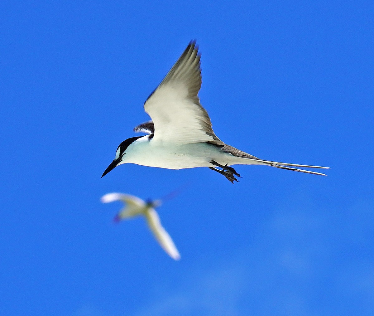 Sooty Tern - ML632611186