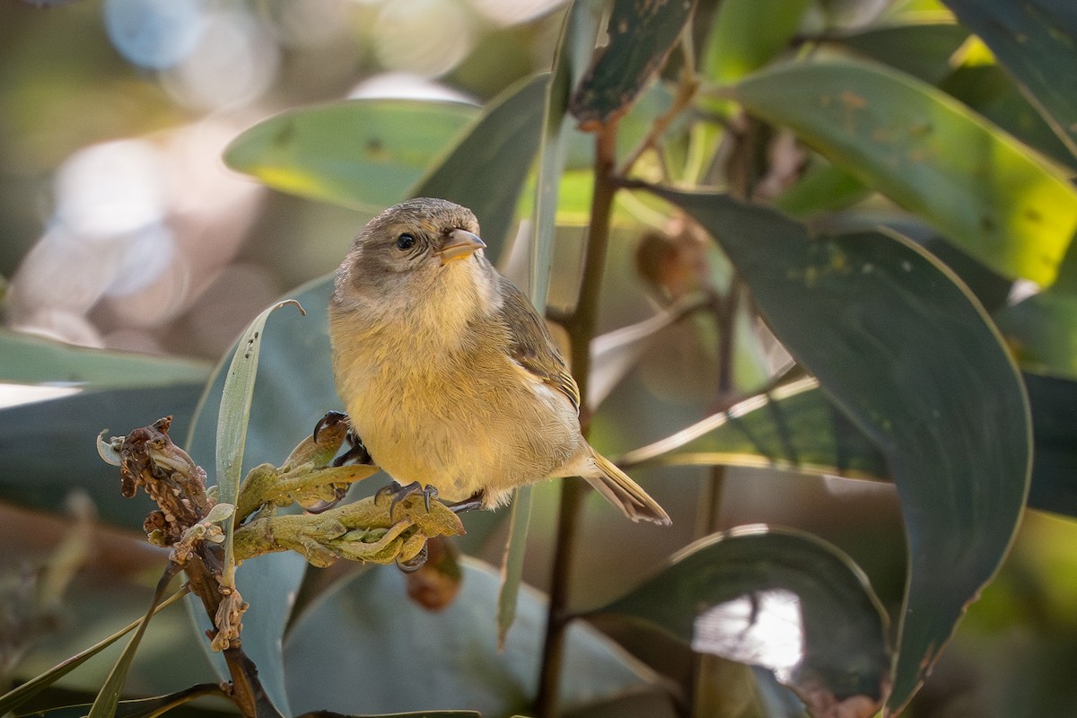 Hawaii Akepa - ML632611189
