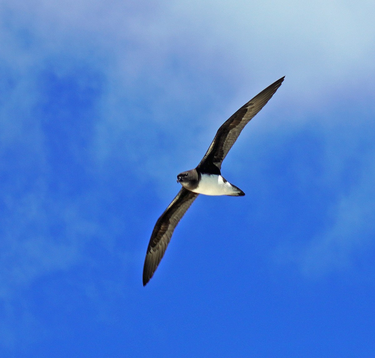 Phoenix Petrel - ML632611196