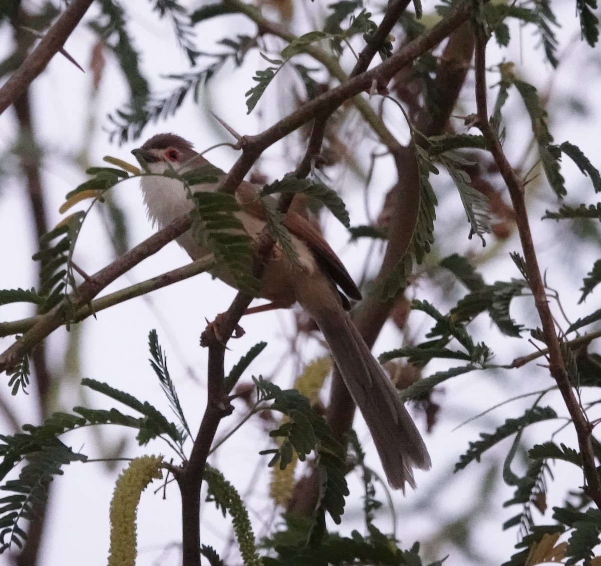 Yellow-eyed Babbler - ML632611275