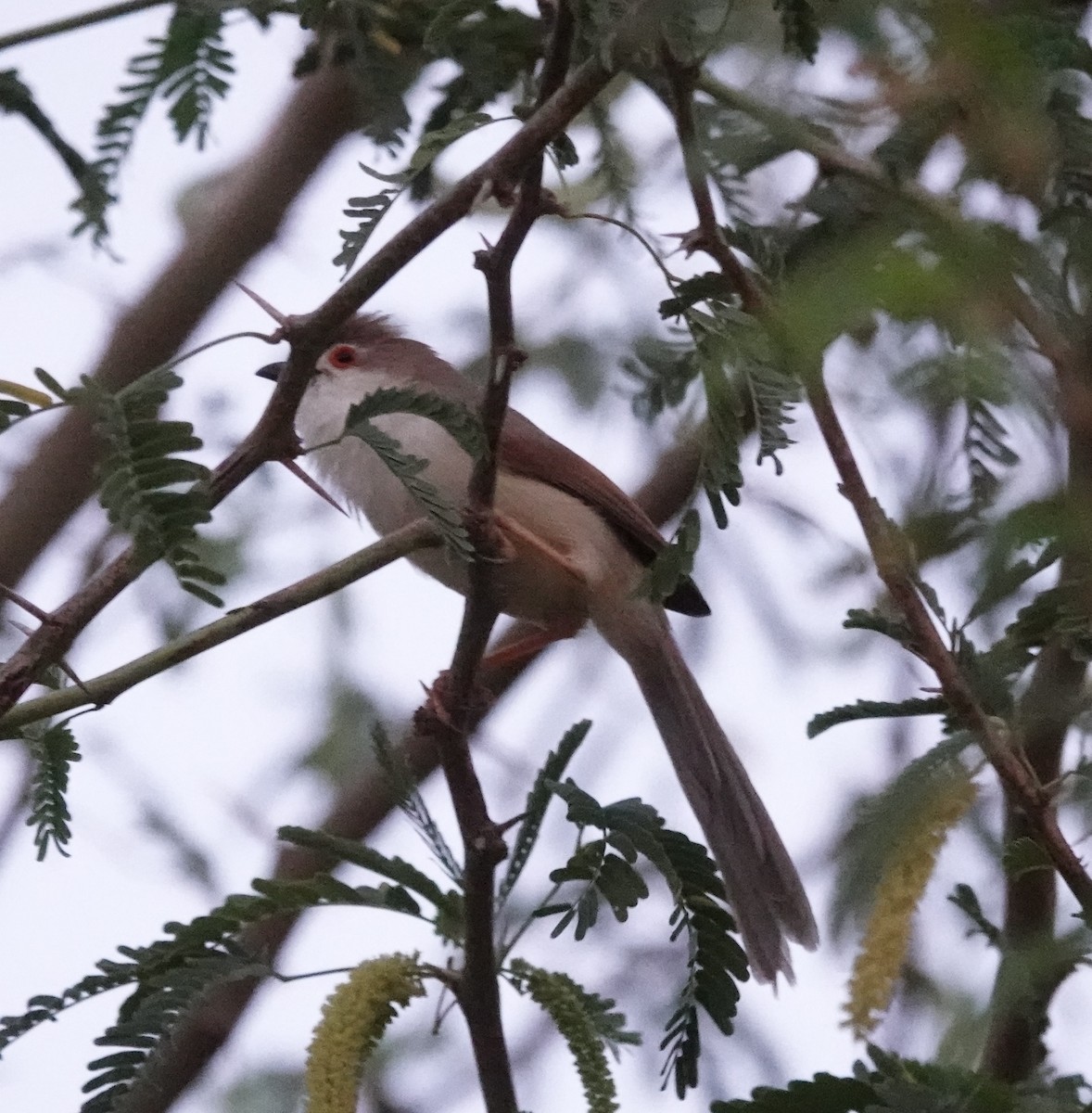 Yellow-eyed Babbler - ML632611276
