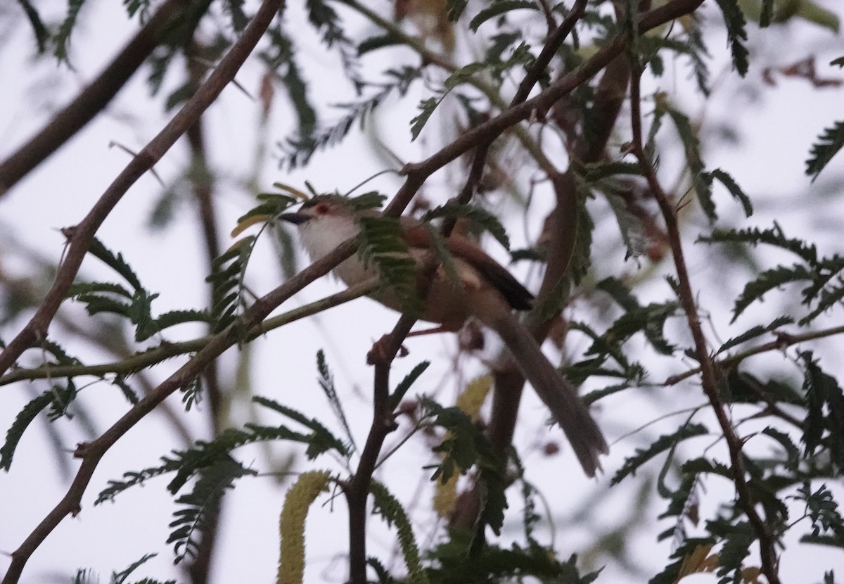 Yellow-eyed Babbler - ML632611277