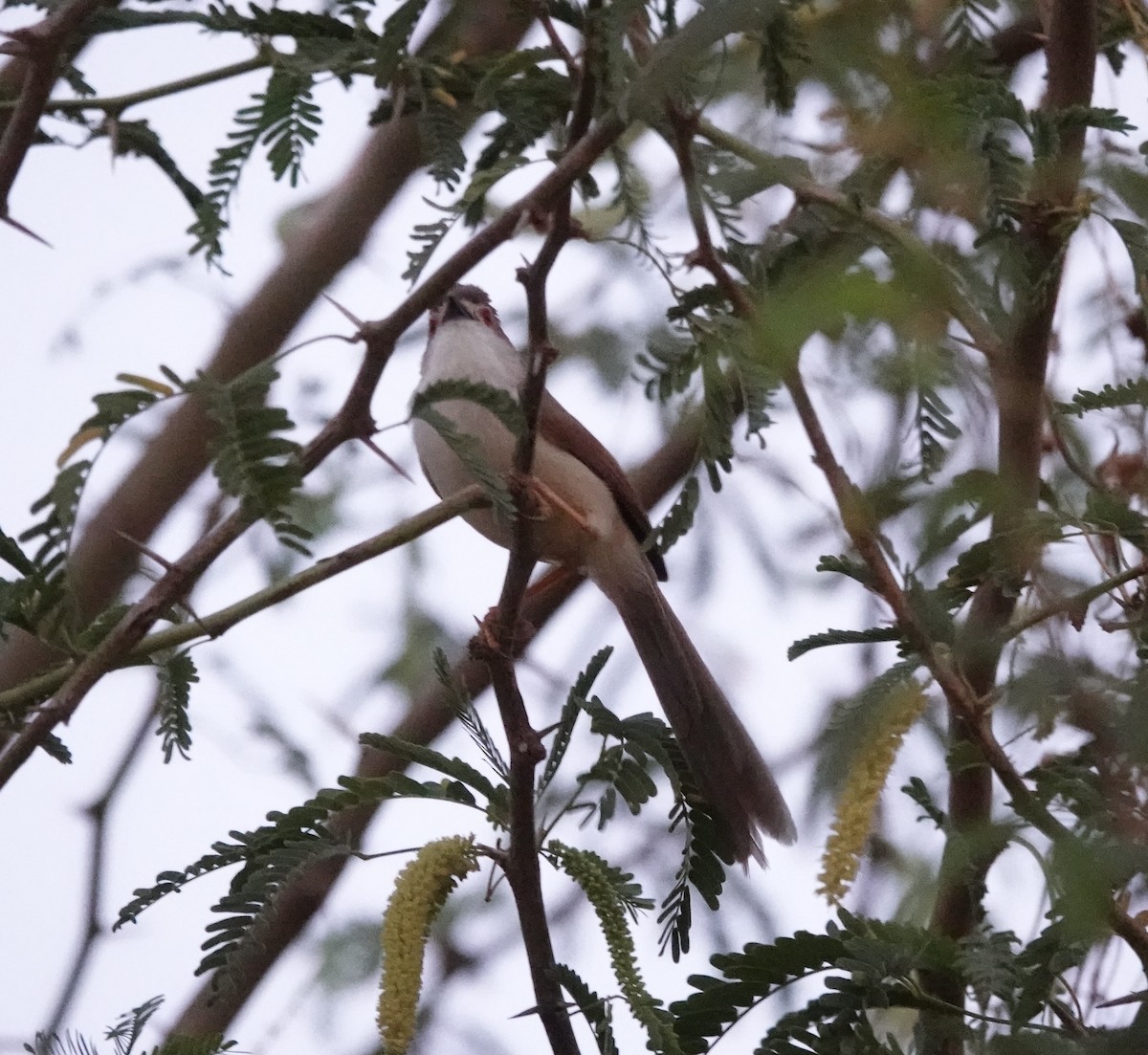 Yellow-eyed Babbler - ML632611278